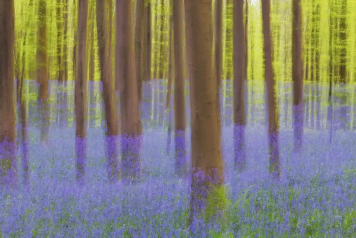 Framed Print : Beech forest with bluebells blurred - Belgium, Flanders, Halle, Hallerbos Framed Print : Beech forest with bluebells blurred - Belgium, Flanders, Halle, Hallerbos