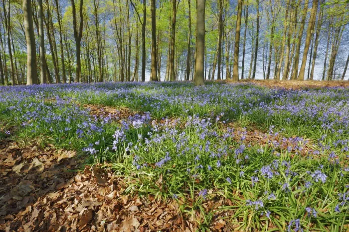 Framed Print : Beech forest with bluebells - Germany, North Rhine-Westphalia, Cologne, Duren, Linnich Framed Print : Beech forest with bluebells - Germany, North Rhine-Westphalia, Cologne, Duren, Linnich