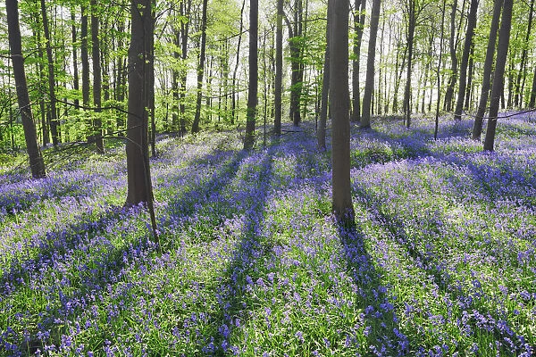 Beech forest with bluebells - Germany, North Rhine-Westphalia, Cologne, Duren, Linnich