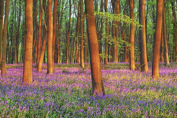 Beech forest with bluebells - United Kingdom, England, Hampshire, Winchester, Micheldever