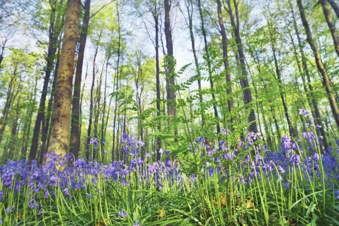 Framed Print : Beech forest with ferns and bluebells - Belgium, Flanders, Halle, Hallerbos