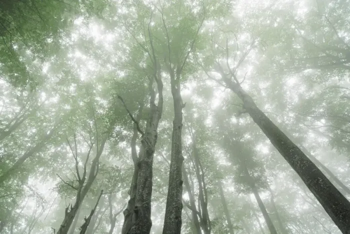 Framed Print : Beech forest in fog - Croatia, Lika-Senj, Plitvice Lakes - Plitvice Lakes National Park Framed Print : Beech forest in fog - Croatia, Lika-Senj, Plitvice Lakes - Plitvice Lakes National Park