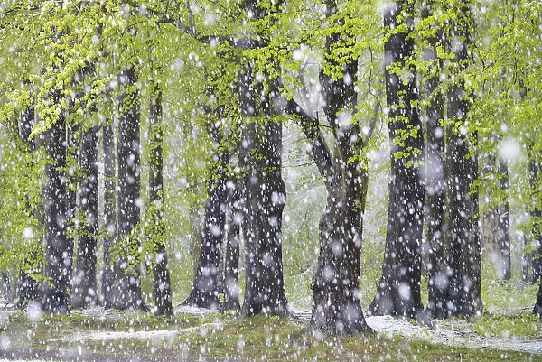 Beech forest with freshly fallen snowflakes in spring, Saxony, Germany, Europe