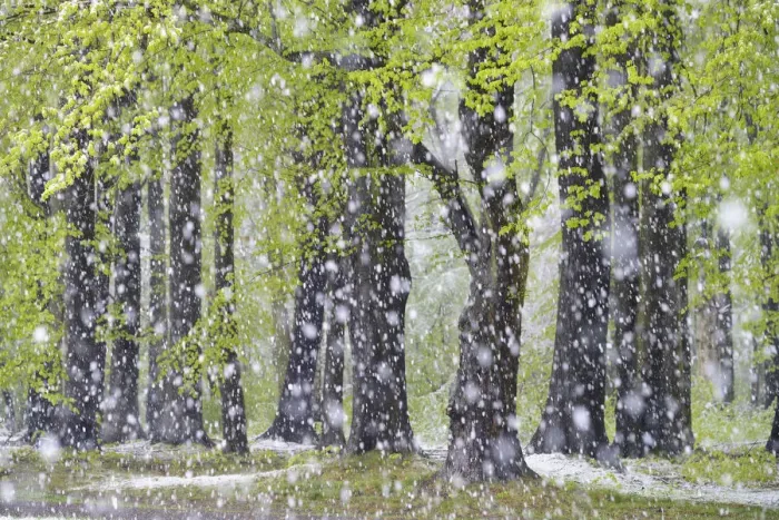 Framed Print : Beech forest with freshly fallen snowflakes in spring, Saxony, Germany, Europe Framed Print : Beech forest with freshly fallen snowflakes in spring, Saxony, Germany, Europe