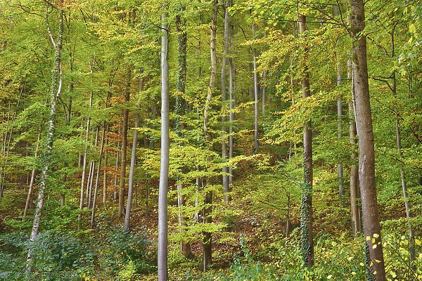 Beech forest - Germany, Baden-Wurttemberg, Stuttgart, Esslingen