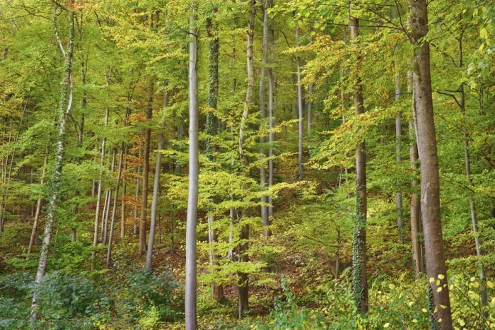Framed Print : Beech forest - Germany, Baden-Wurttemberg, Stuttgart, Esslingen