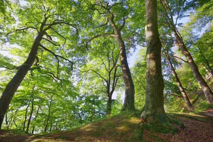 Framed Print : Beech forest - Germany, Mecklenburg-Vorpommern, Vorpommern-Rugen, Rugen, Sassnitz Framed Print : Beech forest - Germany, Mecklenburg-Vorpommern, Vorpommern-Rugen, Rugen, Sassnitz