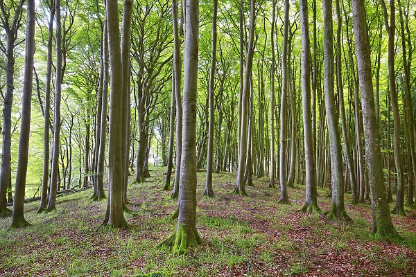 Beech forest - Germany, Mecklenburg-Vorpommern, Vorpommern-Rugen, Rugen, Hagen