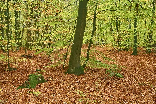 Beech forest - Germany, Rhineland-Palatinate, Sudwestpfalz, Rodalben