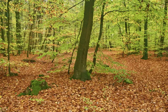 Framed Print : Beech forest - Germany, Rhineland-Palatinate, Sudwestpfalz, Rodalben Framed Print : Beech forest - Germany, Rhineland-Palatinate, Sudwestpfalz, Rodalben
