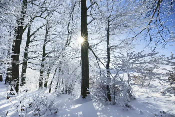 Framed Print : Beech forest with hoar frost in winter - Germany, Bavaria, Upper Bavaria, Miesbach Framed Print : Beech forest with hoar frost in winter - Germany, Bavaria, Upper Bavaria, Miesbach