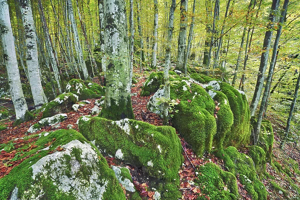 Beech forest on moss covered rocks - Slovenia, Primorska, Soca, Lepena