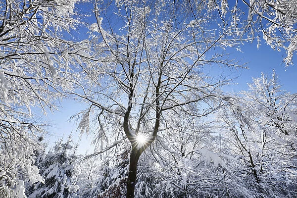 Beech forest snow covered in winter - Germany, Bavaria, Upper Bavaria, Munich, Sauerlach