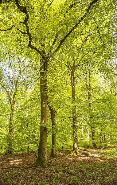 Beech forest in spring near Engenhahn im Taunus, Niedernhausen, Hesse, Germany
