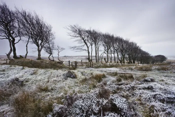 Framed Print : Beech hedge at Aldermans Barrow Allotment on a snowy winters day, Exmoor Framed Print : Beech hedge at Aldermans Barrow Allotment on a snowy winters day, Exmoor
