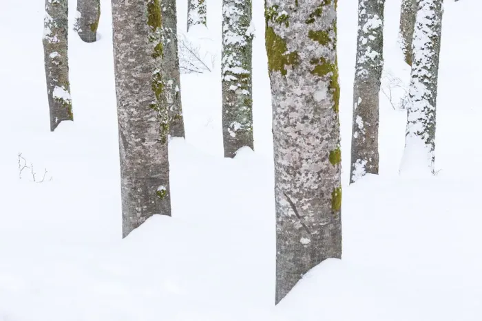 Framed Print : Beech logs in the snow at Abruzzo, Italy Framed Print : Beech logs in the snow at Abruzzo, Italy