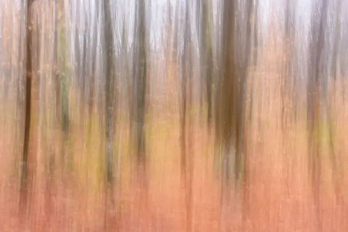 Framed Print : Beech maple hardwood woodland in late autumn, Pictured Rocks National Lakeshore, Michigan, USA Framed Print : Beech maple hardwood woodland in late autumn, Pictured Rocks National Lakeshore, Michigan, USA