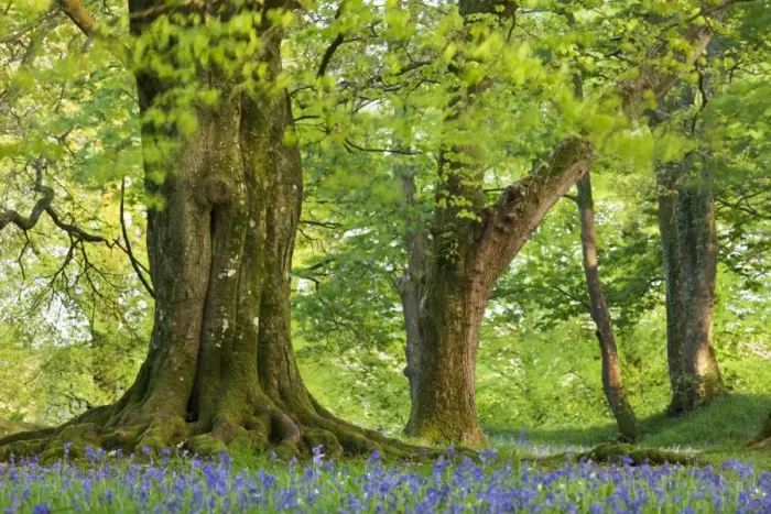 Framed Print : Beech and Oak trees above a carpet of bluebells in a woodland, Blackbury Camp, Devon, England Framed Print : Beech and Oak trees above a carpet of bluebells in a woodland, Blackbury Camp, Devon, England