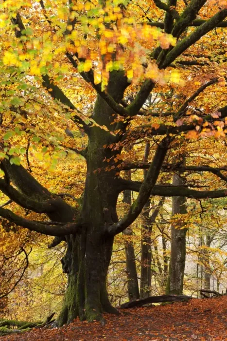 Framed Print : Beech tree with autumn colours, Lake District, Cumbria, England. Autumn Framed Print : Beech tree with autumn colours, Lake District, Cumbria, England. Autumn