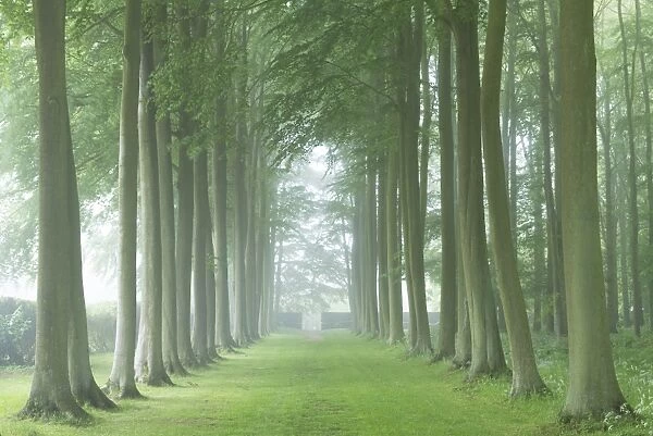 Beech tree avenue in morning mist, Cotswolds, Gloucestershire, England. Summer