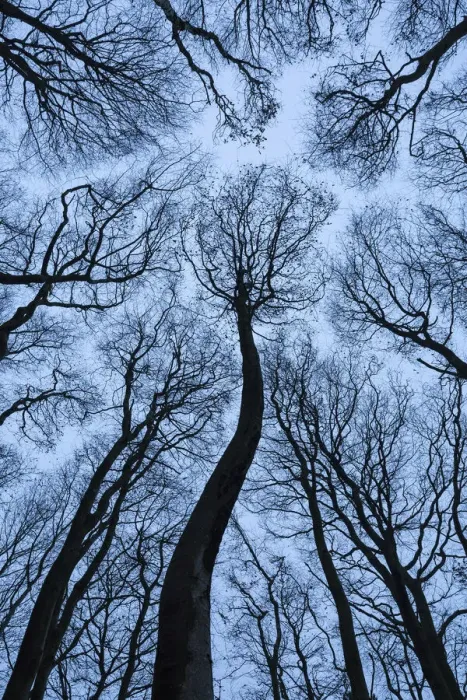 Framed Print : Beech Tree Canopy, Dorset, England Framed Print : Beech Tree Canopy, Dorset, England