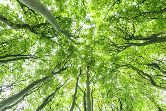 Framed Print : Beech Tree Canopy, Win Green Hill, Wiltshire, England Framed Print : Beech Tree Canopy, Win Green Hill, Wiltshire, England