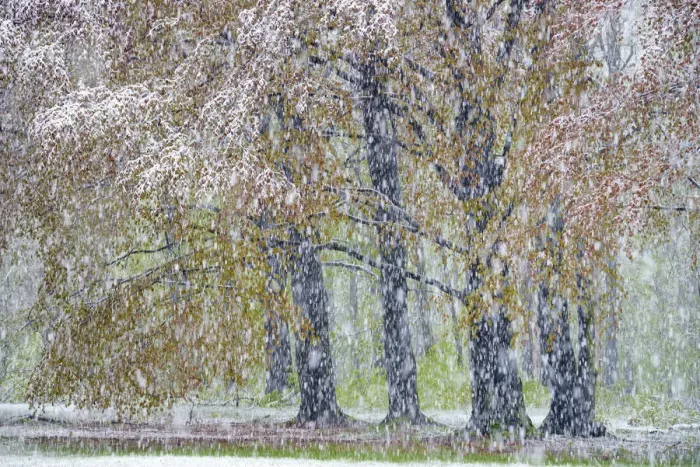Framed Print : Beech tree with freshly fallen snowflakes in spring, Saxony, Germany, Europe Framed Print : Beech tree with freshly fallen snowflakes in spring, Saxony, Germany, Europe