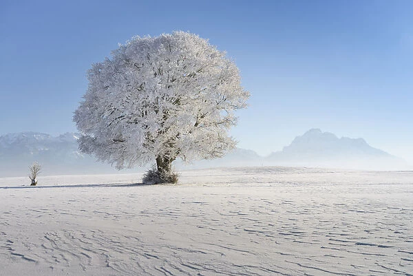 Beech tree with hoarfrost, near Fuessen, Allgeau Alps, Alps, Allgeau, Bavaria, Germany
