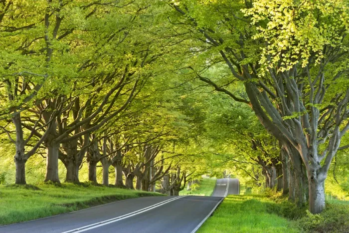 Framed Print : Beech tree lined road in springtime, Nr Wimborne, Dorset, England. Spring Framed Print : Beech tree lined road in springtime, Nr Wimborne, Dorset, England. Spring