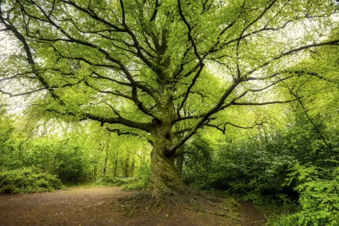 Framed Print : Beech Tree in Spring, Tehidy Country Park, Cornwall, England Framed Print : Beech Tree in Spring, Tehidy Country Park, Cornwall, England