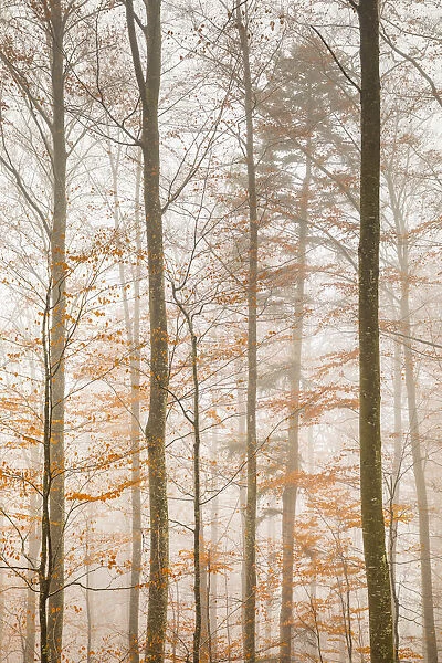 Beech trees in autumn, Canton of Solothurn, Switzerland