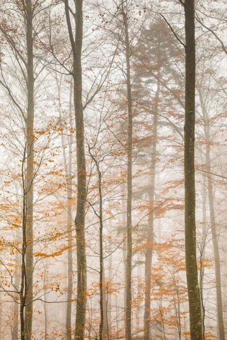 Framed Print : Beech trees in autumn, Canton of Solothurn, Switzerland
