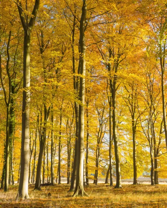 Framed Print : Beech Trees in Autumn, Thetford Forest, Norfolk, England Framed Print : Beech Trees in Autumn, Thetford Forest, Norfolk, England