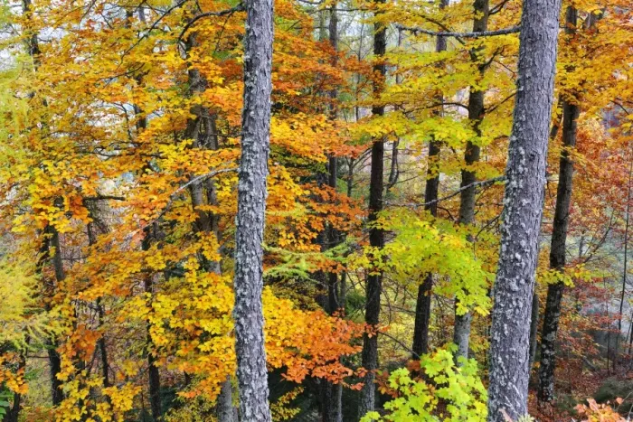 Framed Print : Beech trees in autumn time. Serra da Estrela Nature Park, Portugal Framed Print : Beech trees in autumn time. Serra da Estrela Nature Park, Portugal