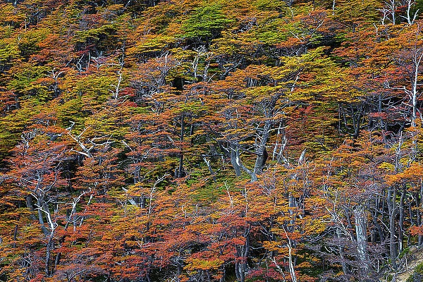 Beech trees in autumn, Torres del Paine National Park, Chile