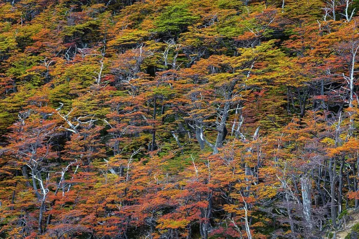Framed Print : Beech trees in autumn, Torres del Paine National Park, Chile Framed Print : Beech trees in autumn, Torres del Paine National Park, Chile