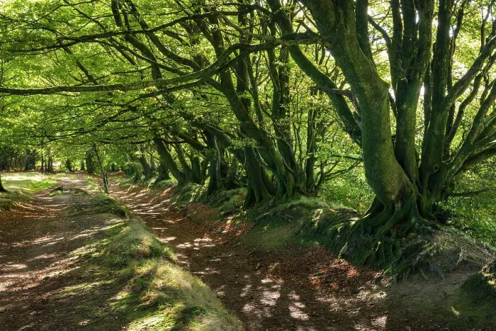 Framed Print : Beech trees along the Drove Road near Triscombe Stone in the Quantocks, Somerset, England. Autumn (October) 2022 Framed Print : Beech trees along the Drove Road near Triscombe Stone in the Quantocks, Somerset, England. Autumn (October) 2022