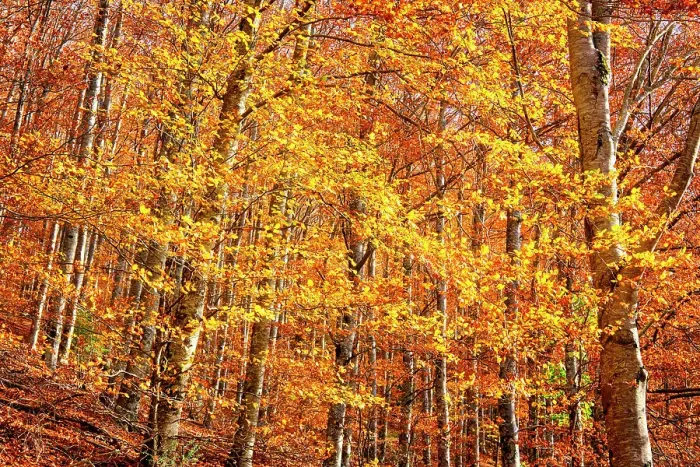 Framed Print : Beech trees (Fagus sylvatica) forest of S£o Lourenco in the Autumn. Manteigas, Serra da Estrela Nature Park. Portugal Framed Print : Beech trees (Fagus sylvatica) forest of S£o Lourenco in the Autumn. Manteigas, Serra da Estrela Nature Park. Portugal