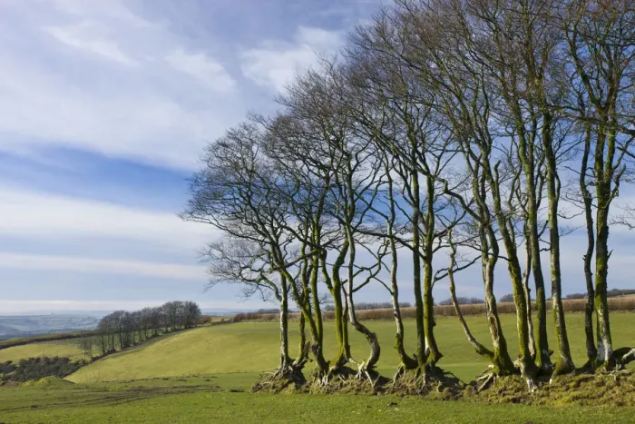 Framed Print : Beech trees in a field near North Radworthy, Exmoor National Park, Devon, England Framed Print : Beech trees in a field near North Radworthy, Exmoor National Park, Devon, England