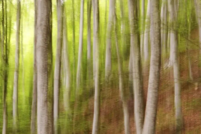 Framed Print : Beech trees, Sibillini national park, Umbria, Italy Framed Print : Beech trees, Sibillini national park, Umbria, Italy