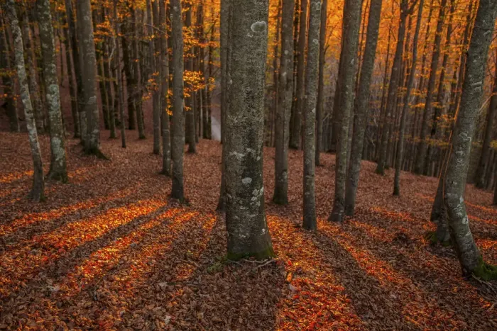 Framed Print : Beech trees at sunset in autumn, Tuscany Emilian appennines, Italy
