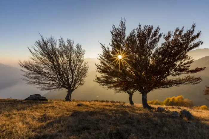 Framed Print : Three beech trees at sunset with Lake Como on the background. Alto Lario, Como, Lombardy Framed Print : Three beech trees at sunset with Lake Como on the background. Alto Lario, Como, Lombardy