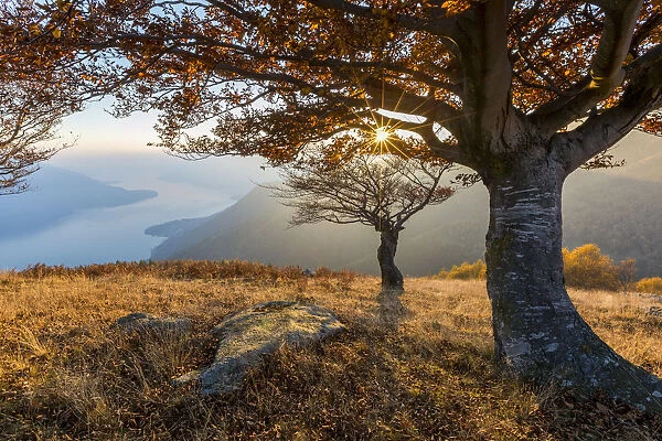 Beech trees at sunset with Lake Como on the background. Alto Lario, Como, Lombardy