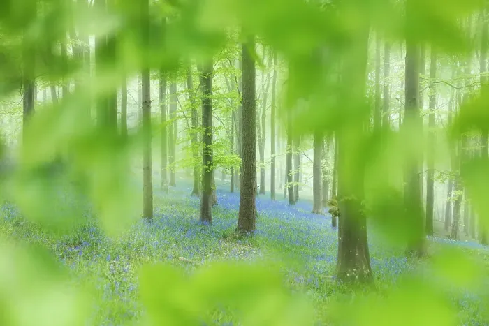 Framed Print : Beech woodland with bluebells, Ashmore Woods, Cranborne Chase, Dorset, England, UK Framed Print : Beech woodland with bluebells, Ashmore Woods, Cranborne Chase, Dorset, England, UK