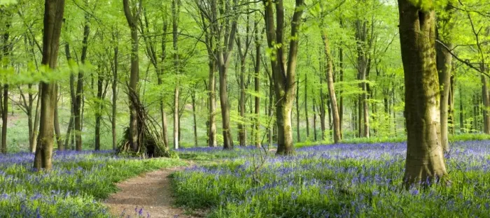 Framed Print : Beech woods and carpets of Bluebells, West Woods, Marlborough, Wiltshire, England Framed Print : Beech woods and carpets of Bluebells, West Woods, Marlborough, Wiltshire, England