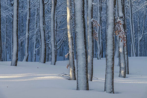A beeches forest in the Appennines after a heavy snowfall creates a surreal atmosphere. Appennines, Emilia Romagna, Italy
