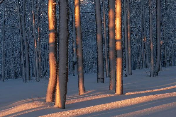A beeches forest in the Appennines after a heavy snowfall creates a surreal atmosphere. Appennines, Emilia Romagna, Italy