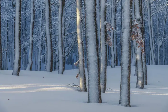 Framed Print : A beeches forest in the Appennines after a heavy snowfall creates a surreal atmosphere. Appennines, Emilia Romagna, Italy Framed Print : A beeches forest in the Appennines after a heavy snowfall creates a surreal atmosphere. Appennines, Emilia Romagna, Italy