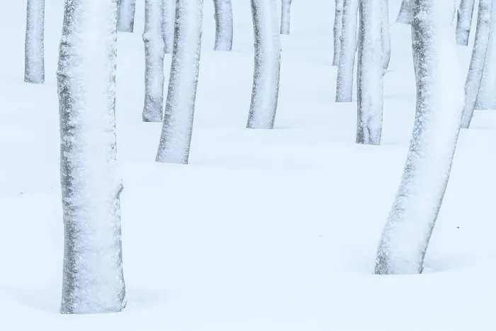 Framed Print : A beeches forest in the Appennines after a heavy snowfall creates a surreal atmosphere. Appennines, Emilia Romagna, Italy Framed Print : A beeches forest in the Appennines after a heavy snowfall creates a surreal atmosphere. Appennines, Emilia Romagna, Italy