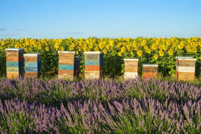 Framed Print : Beehives between lavender and sunflower fields on the Plateau de Valensole Framed Print : Beehives between lavender and sunflower fields on the Plateau de Valensole